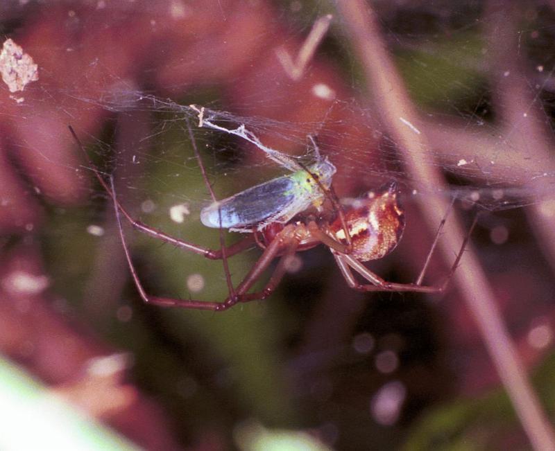 Linyphia_triangularis_F1993_Z_81_Les Gris_Frankrijk.jpg